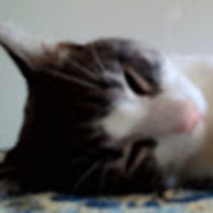 Meet your Posher, Muhammad